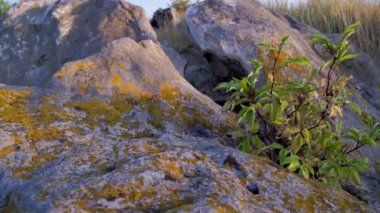 quartz sandstone rocks with young wood between, at evening summer sunset.
