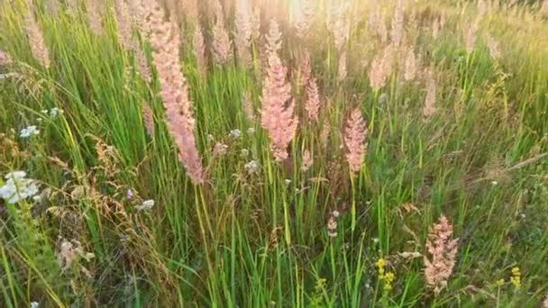 夏の日没時に畑で長い野生の未栽培草を乾燥させます メリニス ミニティフィラリア 牧草地の草は 野生の多年草の草です — ストック動画