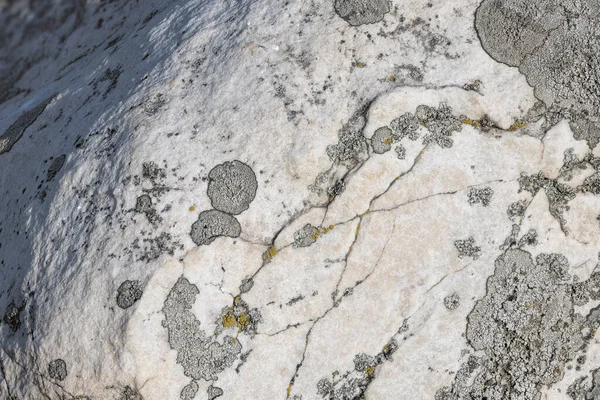 Lichen Quartzite Sandstone Surface Pioneer Lichen Bare Rock Succession Helps — Fotografia de Stock