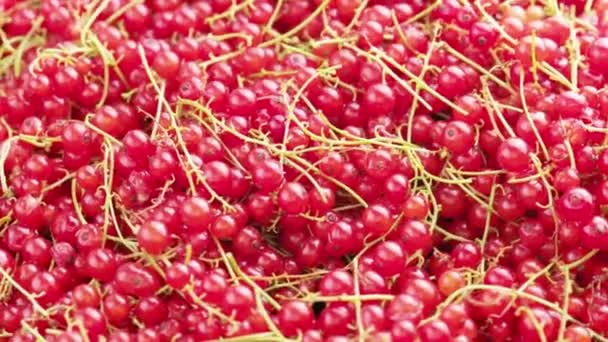 Looped Closeup Spinning Full Frame Background Red Currants Peduncle — Vídeo de stock