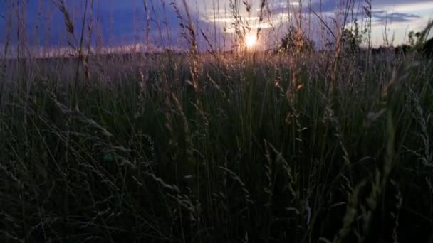 Dry Festuca Pratensis Field Meadow Fescue Grass Field Summer Sunset — Stock Video