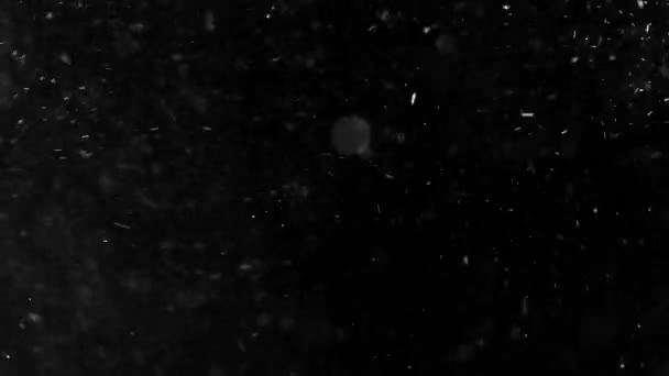 Домашние Пылевые Частицы Летящие Воздухе Черном Фоне Украшений Реальные Кадры — стоковое видео
