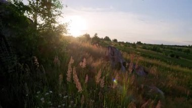 Dry long wild uncultivated grass in field at summer sunset light. Melinis minutiflora, the meadow molasses, is a wild perennial grass