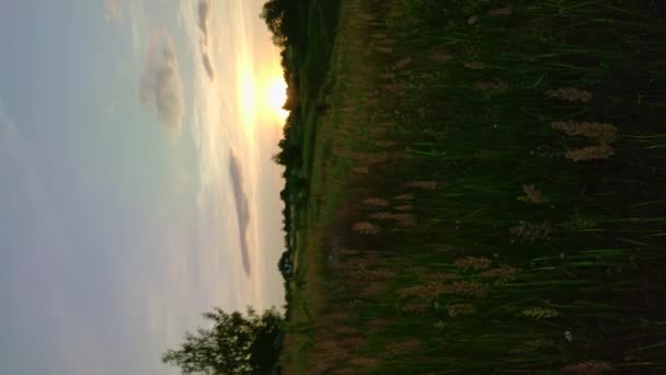 Camera Tripod Shooting Sunrise Summer Meadow Captured Cellphone Vertical Video — Video
