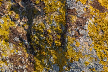 Lichen on quartzite sandstone surface. A pioneer lichen in Bare Rock Succession that helps break down rock and sets the stage for mosses and other plants to follow succession.