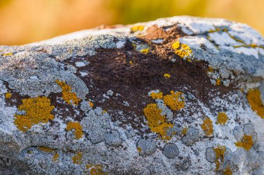 Lichen on quartzite sandstone surface. A pioneer lichen in Bare Rock Succession that helps break down rock and sets the stage for mosses and other plants to follow succession.