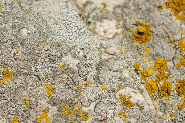 Lichen Quartzite Sandstone Surface Pioneer Lichen Bare Rock Succession Helps — Fotografia de Stock