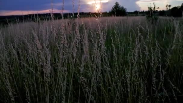 ドライフェスティーカ プラテンシスフィールド夏の日没時に草原のフェスキュー グラスハンドヘルド ライト トラックのカメラの動き — ストック動画