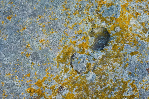 Lichen Quartzite Sandstone Surface Pioneer Lichen Bare Rock Succession Helps — Foto de Stock