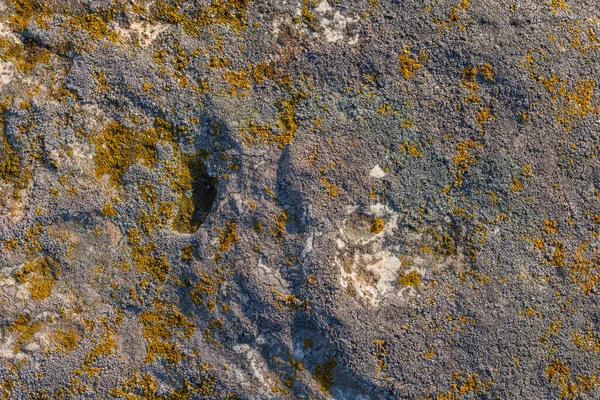 Lichen Quartzite Sandstone Surface Pioneer Lichen Bare Rock Succession Helps — Fotografia de Stock