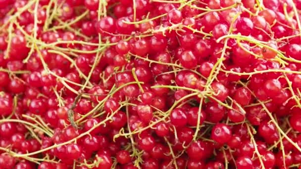 Looped Closeup Spinning Full Frame Background Red Currants Peduncle — Stock video