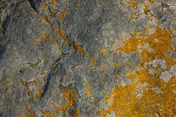 Lichen Quartzite Sandstone Surface Pioneer Lichen Bare Rock Succession Helps — Stock Photo, Image