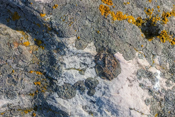 Lichen Quartzite Sandstone Surface Pioneer Lichen Bare Rock Succession Helps —  Fotos de Stock