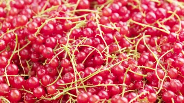 Looped Closeup Spinning Full Frame Background Red Currants Peduncle — Vídeos de Stock