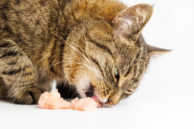 domestic tabby cat eating raw chicken meat on white background