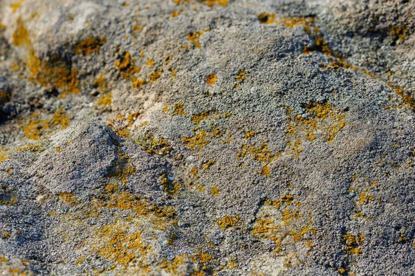 Lichen Quartzite Sandstone Surface Pioneer Lichen Bare Rock Succession Helps — Foto de Stock