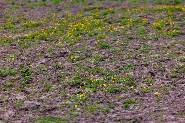 Buttercups Ranunculus Acris Spring Cattle Paddock Daylight Full Frame Tlephoto — Stock fotografie
