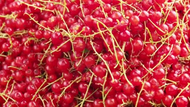 Looped Closeup Spinning Full Frame Background Red Currants Peduncle — Vídeos de Stock