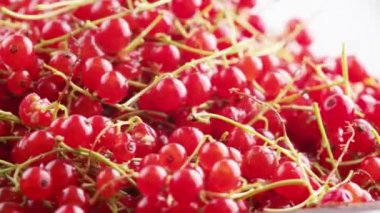 close-up looped spinning red currants with peduncle on white background