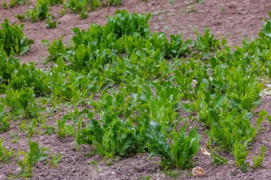 horse sorrel - Rumex confertus, summer day close-up.