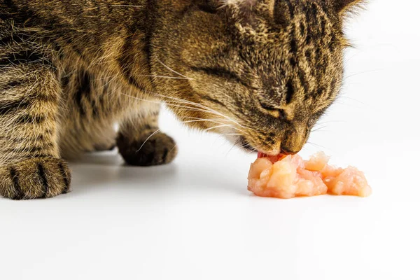 domestic tabby cat eating raw chicken meat on white background