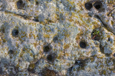 Lichen on quartzite sandstone surface. A pioneer lichen in Bare Rock Succession that helps break down rock and sets the stage for mosses and other plants to follow succession.