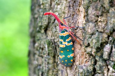 Fulgora candelaria Linnaeus