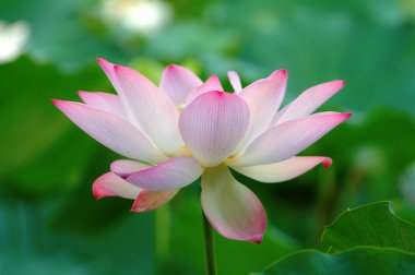 Lotus çiçek çiçeklenme