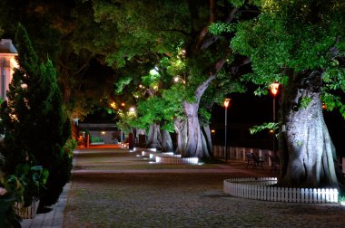 sokak yanında büyüyen ağaçlar
