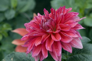pembe dahlia çiçeği