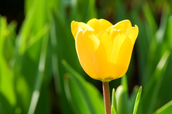 Flor de tulipa única — Fotografia de Stock
