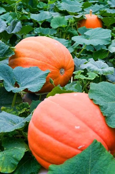 Pumpkins — Stock Photo, Image