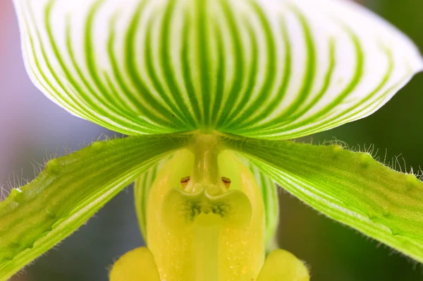 Green lady slipper (orchid) — Stock Photo, Image