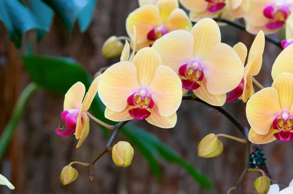 Chinelo de senhora amarela (orquídea ) — Fotografia de Stock