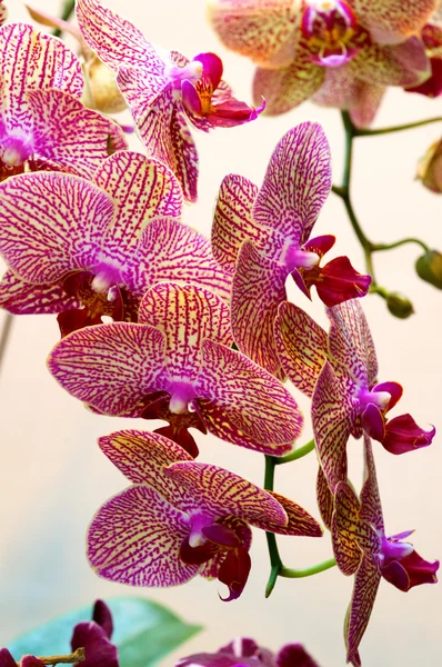 Chinelo de senhora vermelha (orquídea ) — Fotografia de Stock
