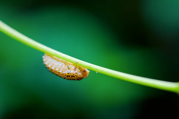 Lagarta da mariposa — Fotografia de Stock