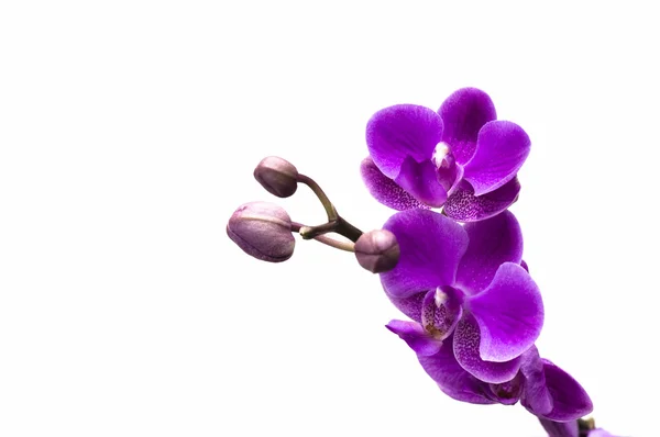 Flor de orquídea aislada en blanco —  Fotos de Stock