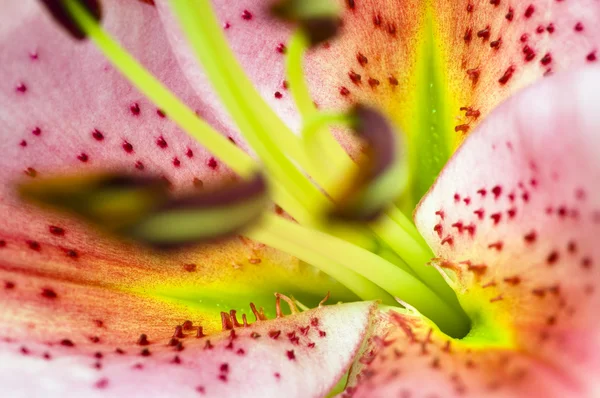 Gladiolus — Stock fotografie