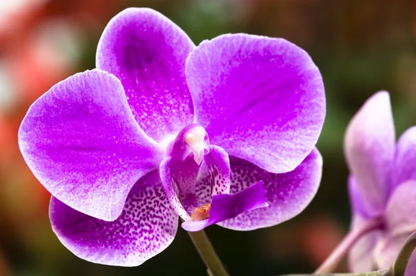 Närbild av orkidé blomma — Stockfoto