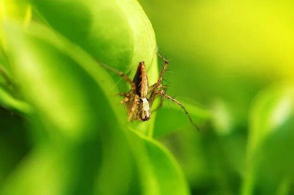 Dölja lynx spindel — Stockfoto