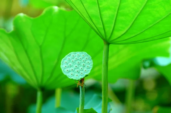 Lotus semen hlava — Stock fotografie