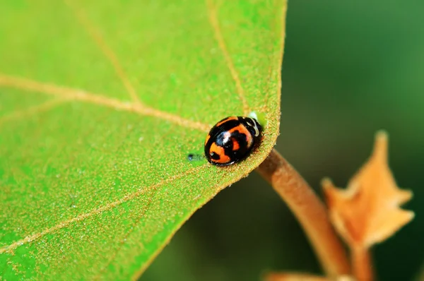 Coccinella al centro della foglia — Foto Stock