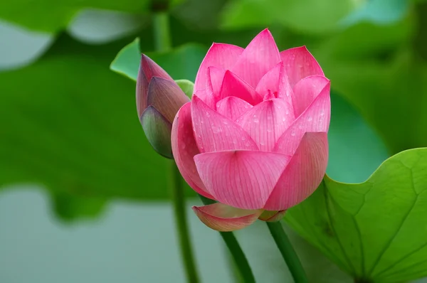 Lotus çiçeği ve bud — Stok fotoğraf