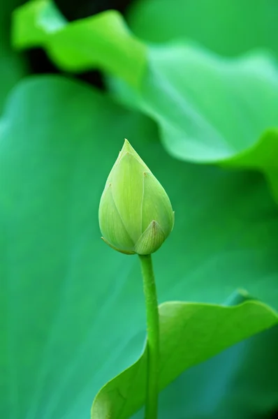 Lotus bud — Stockfoto