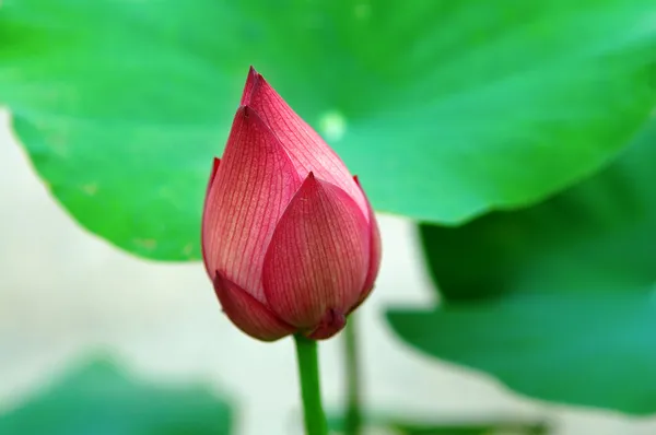 Lotus bud — Stock Photo, Image