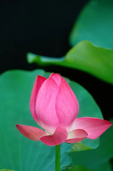Lotus çiçeği üzerinde siyah — Stok fotoğraf