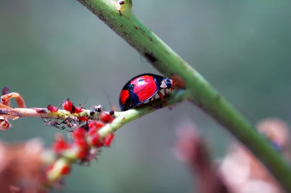 住在一起红蚜虫的瓢虫 — 图库照片