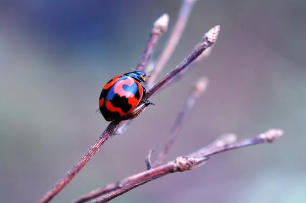 Coccinella su ramo secco — Foto Stock