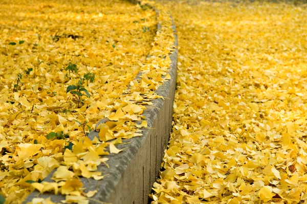 Autumn leaves — Stock Photo, Image