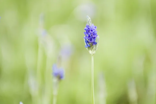 Lavender — Stock Photo, Image